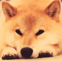 https://media1.giphy.com/media/QgeqUwUaI6HkI/200.gif