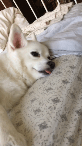 lourdes102  GIF