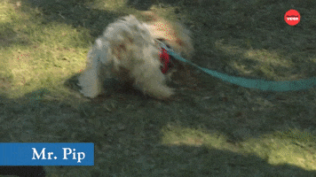 Puppies Breakdance GIF by BuzzFeed