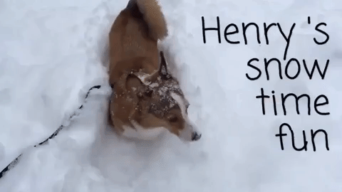 Curious-dog GIFs - Get the best GIF on GIPHY