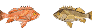 Fish Fishing Sticker by Positively Groundfish