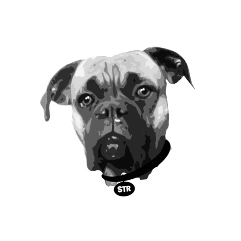 Animated Sticker