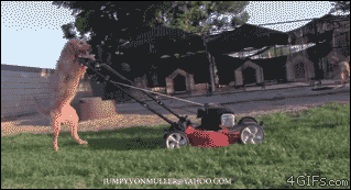 Yard Work Dog GIF