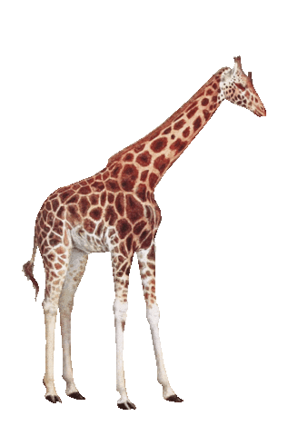 Pimpelmees behang, geboortekaartjes & meer! Sticker