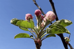 Apple Tree Pink GIF by Essentially Pop
