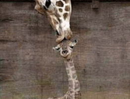 Moms Day GIF