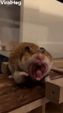 Yawning Hamster Quickly Turns From Monster To Cute GIF by ViralHog