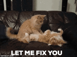 Cats Let Me Fix You GIF by Leroy Patterson
