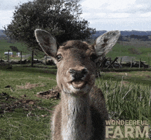 Deer Tongue Out GIF by Wondeerful farm