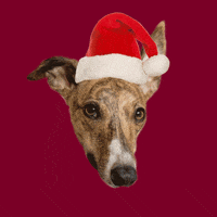 Santa Dog Lolly GIF by Macattack