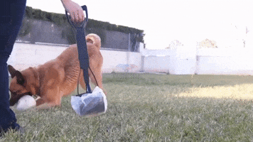 Pooperscooper GIF