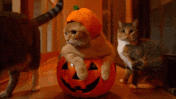Cat Halloween GIF by MOODMAN
