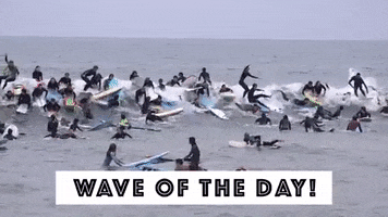 Surf GIF