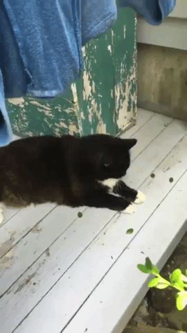 hayricemilgulle  GIF