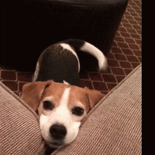 Cute Dog GIFs - Get the best GIF on GIPHY