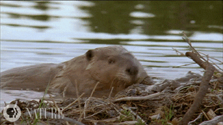 Pbs Nature Beaver GIF by Nature on PBS - Find & Share on GIPHY