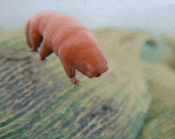 water bear GIF by Global Entertainment