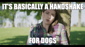 dog dogs science handshake stem GIF