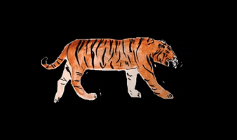 Tiger GIF by Seaesta Surf