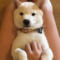 Dog Puppy GIF