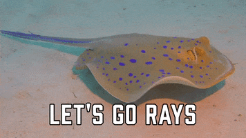 Tampa Bay Rays Sport GIF by Sealed With A GIF