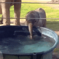 cute baby elephant gif