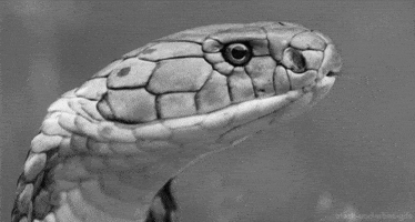 black and white snake GIF