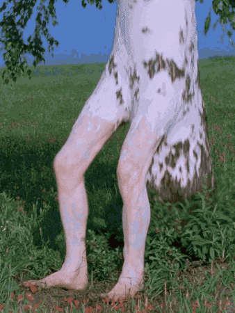 Birch Tree Summer GIF