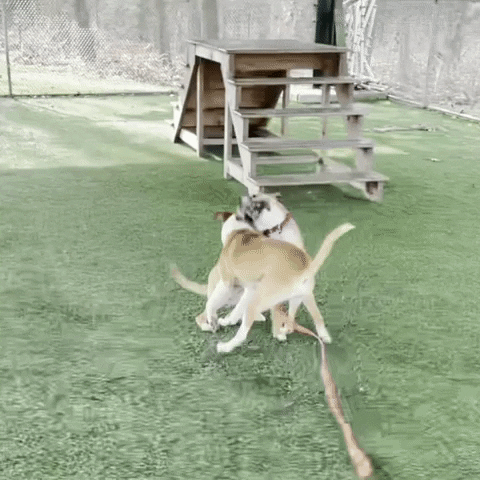 Monmouth County SPCA GIF