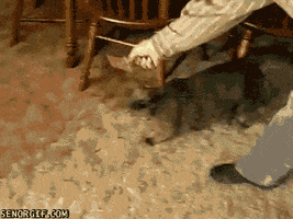 Cat Trap animated GIF