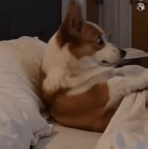 Shocked Dog GIF