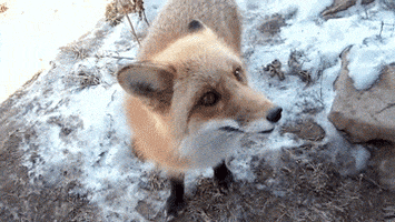 Fox GIF