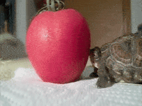 turtle eating lettuce gif