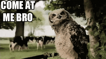 Wildlife gif. In a forest, an owl rotates its head aggressively in a circular motion. Text reads, "Come at me bro."