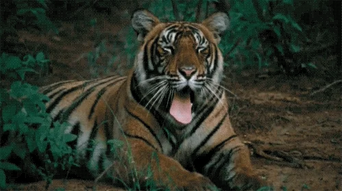 tiger yawn GIF