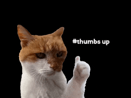 Cat Thumbs Up GIF by Content Creation Agentur