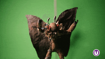 Flying Stop Motion GIF by School of Computing, Engineering and Digital Technologies