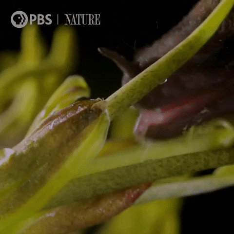 Pbs Nature Bat GIF by Nature on PBS