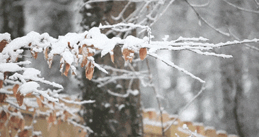 Video gif. Branch with a couple orange leaves is weathering rapid snowfall.
