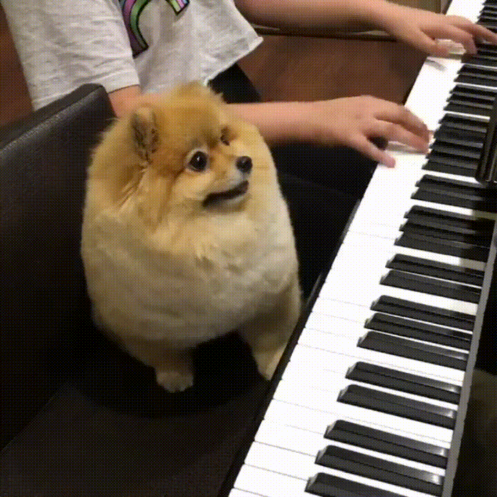Dog GIF - Find & Share on GIPHY