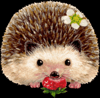 Hedgehog Eating GIF
