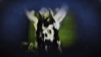 paolasierraneira  GIF