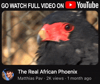 Watch This Full Episode GIF - Find & Share on GIPHY