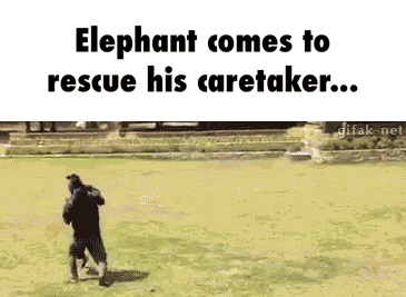 elephant caretaker GIF