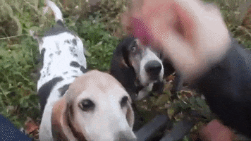 Basset Hound GIF