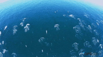 OPSociety drone dolphin dolphins aerial GIF