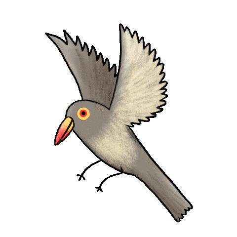 bird bell hat gif bird bell hat gif