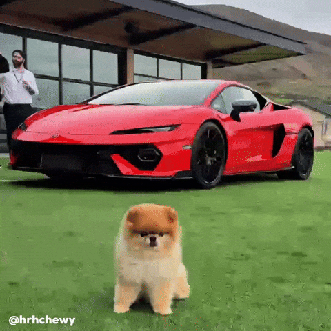 Pomeranian Happy Dog GIF