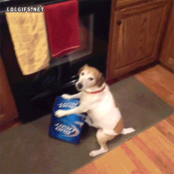 Video gif. Dog sits on its butt in front of the oven in the kitchen, its front paws on top of a Bud Light box. Its owner tries to get closer to the dog and reach for the box, but the dog bares its teeth and growls.