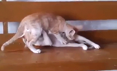Cats sex GIFs - Get the best GIF on GIPHY